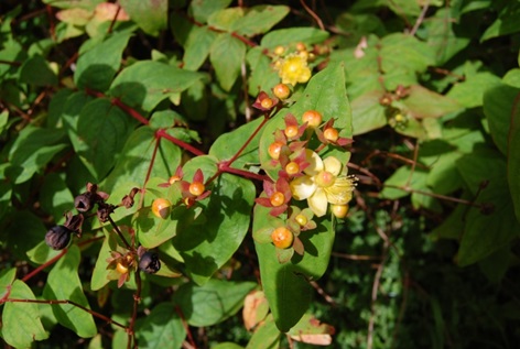 Tackling Tutsan – Invasive Species Blog