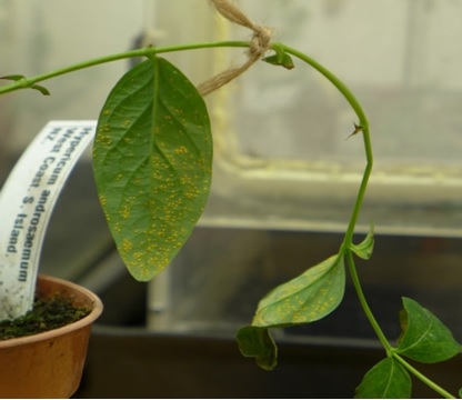Tackling Tutsan – Invasive Species Blog