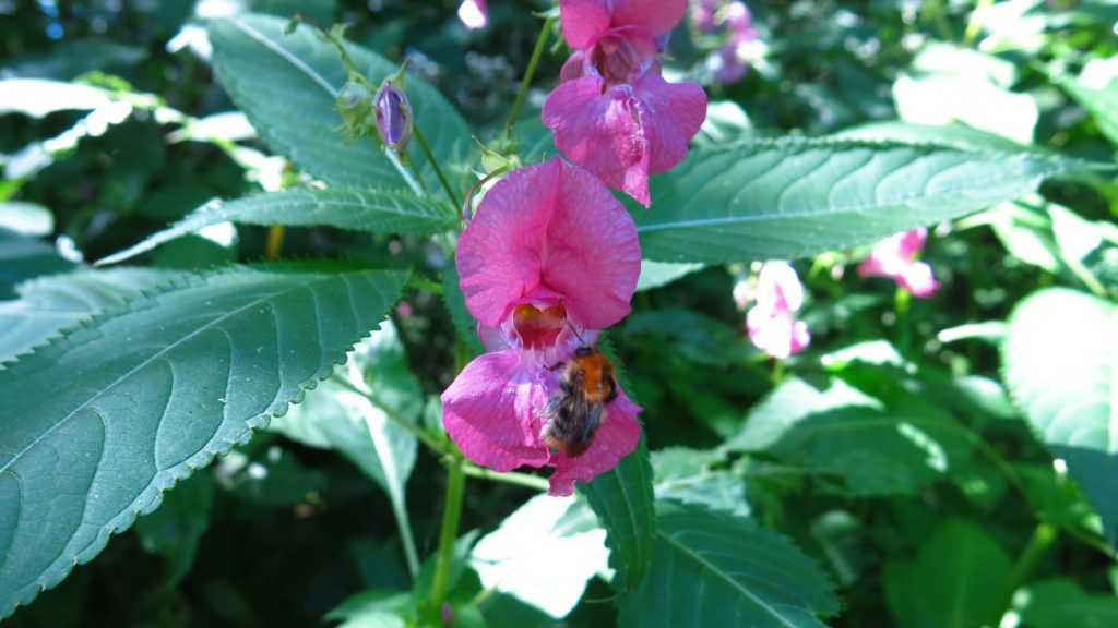 Close up of Himalayan Balsam flower with a bee on it.