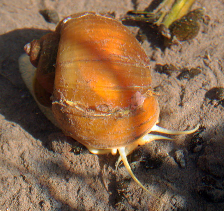 Invasive snails leave a trail of destruction Invasive Species Blog