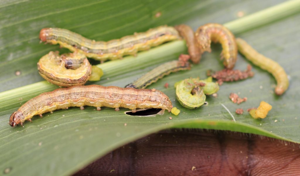 Research On Biological Control Of Fall Armyworm Invasive Species Blog