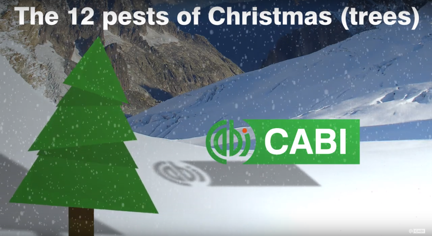 The twelve pests of Christmas (trees) Invasive Species Blog