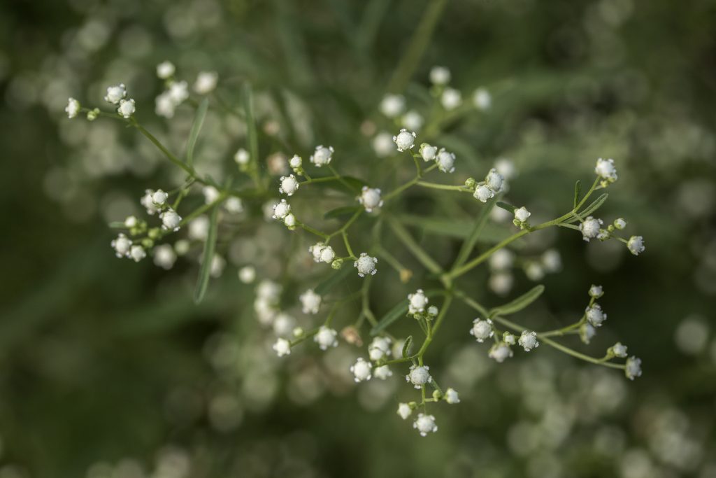 Parthenium in Pakistan