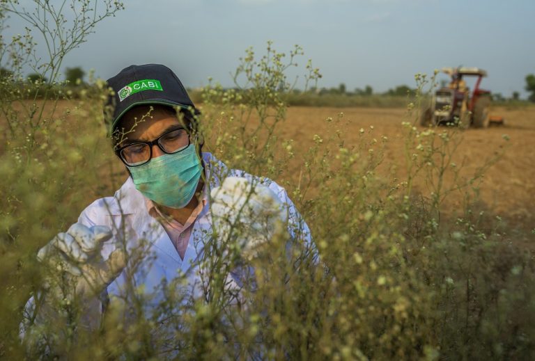 Parthenia Invasive CABI publishes recommendations to fight scourge of parthenium weed in ...