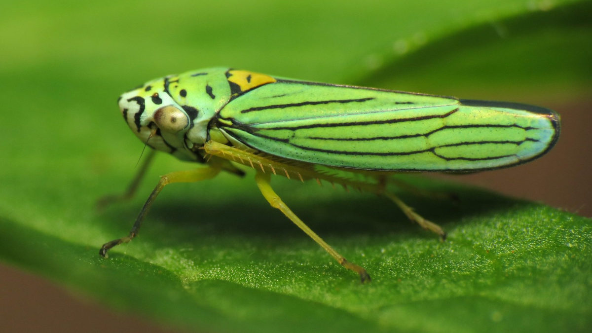 CABI joins international team of scientists calling for a Global