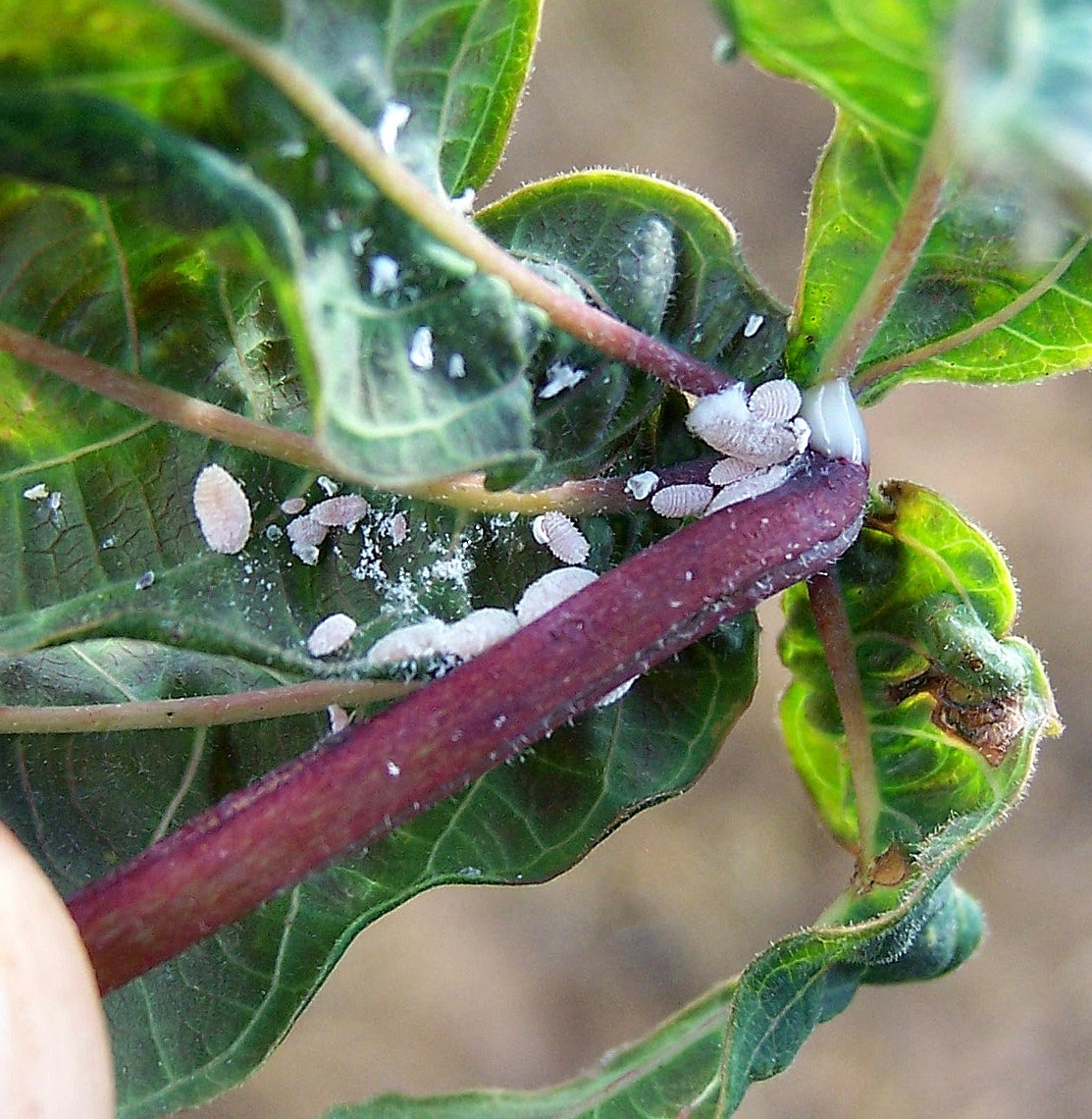 cassava mealy bug