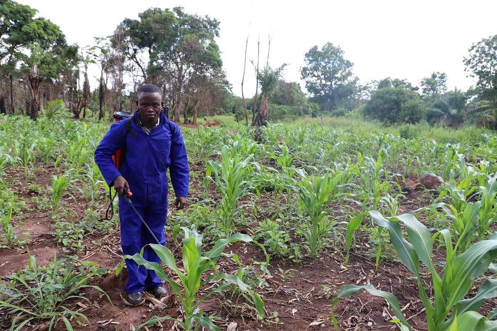 Domonstrating how to spray biopesticide against FAW