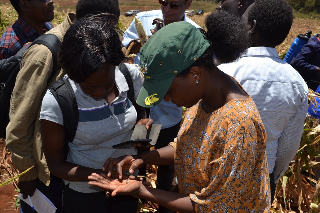 Field training to identify FAW