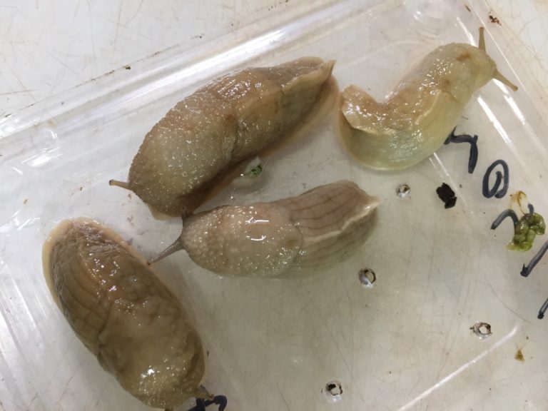 Potential slug invasions and their impact on UK biosecurity (Part 1) The Invasives Blog