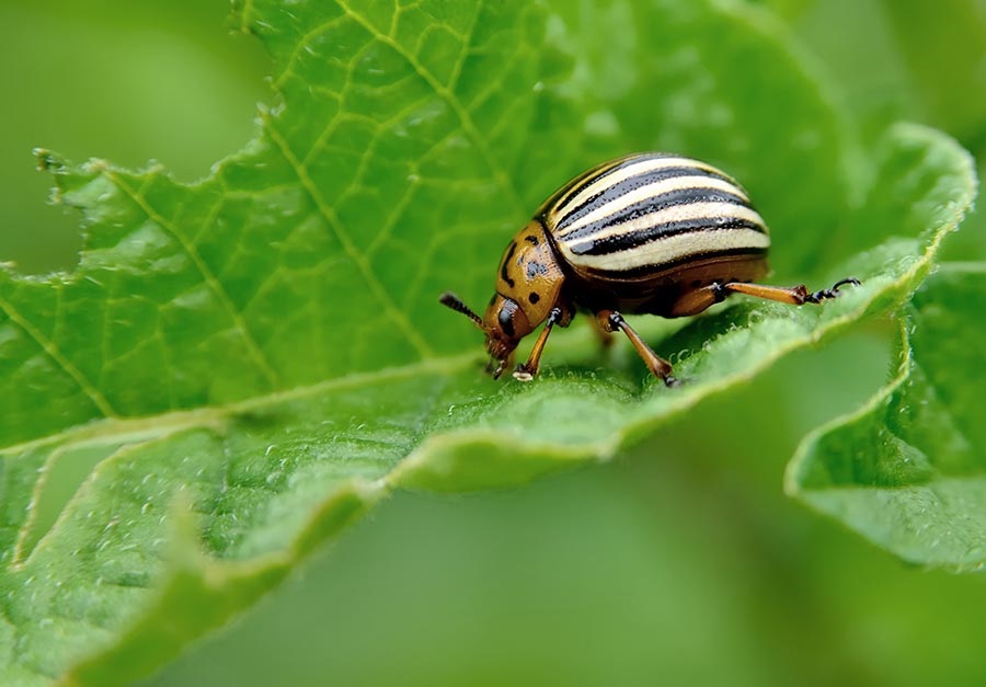 Colorado beetle eats potato leaves. Pests destroy a crop in the field. Parasites in wildlife and agriculture. Asia Pacific Regional Consultation 2018 China