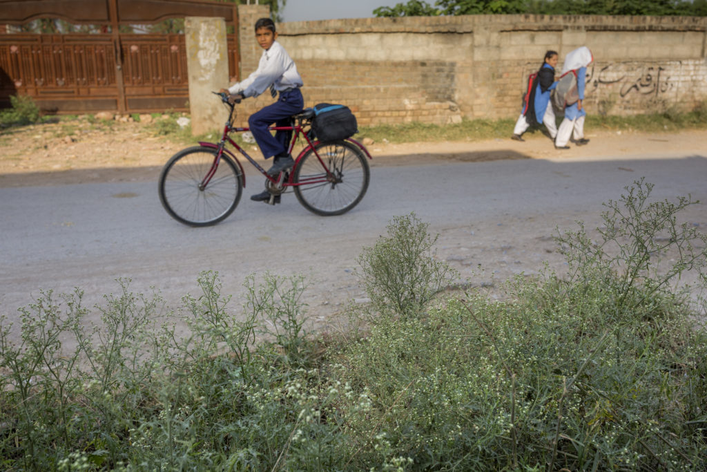 School children cycle and walk to school with parthenium visible along the roadside.