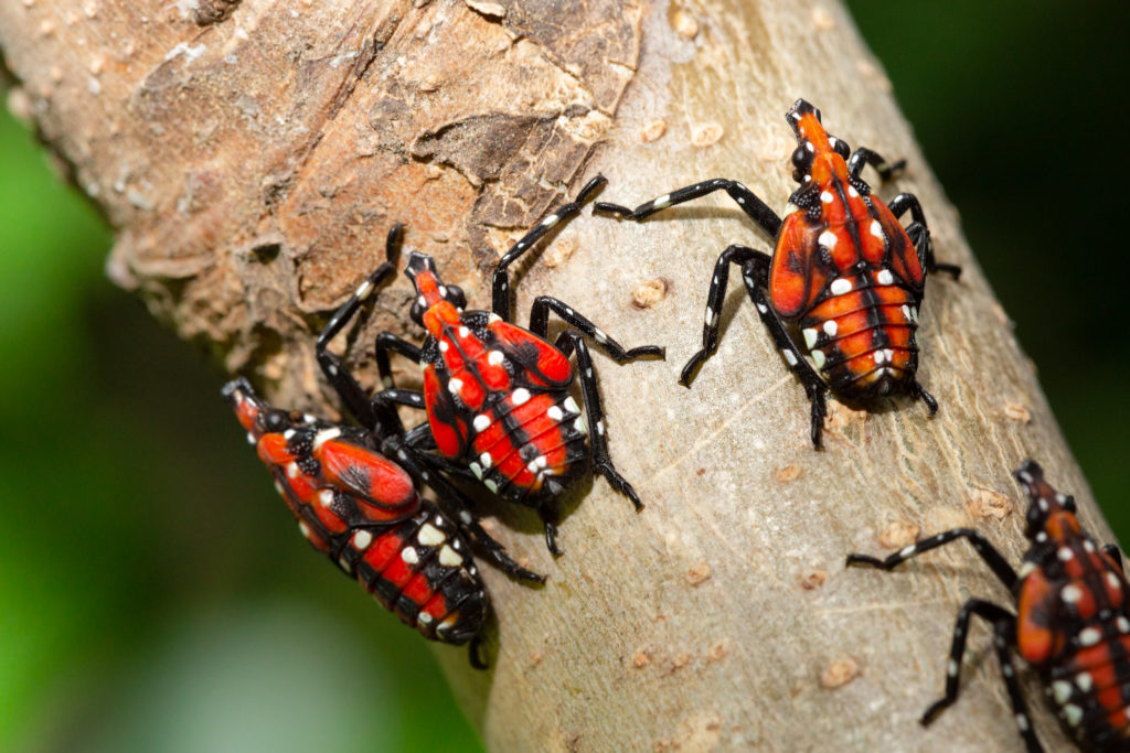 Spotted lanternfly  4th instar nymph