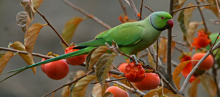 Parakeet eats fruit from a tree