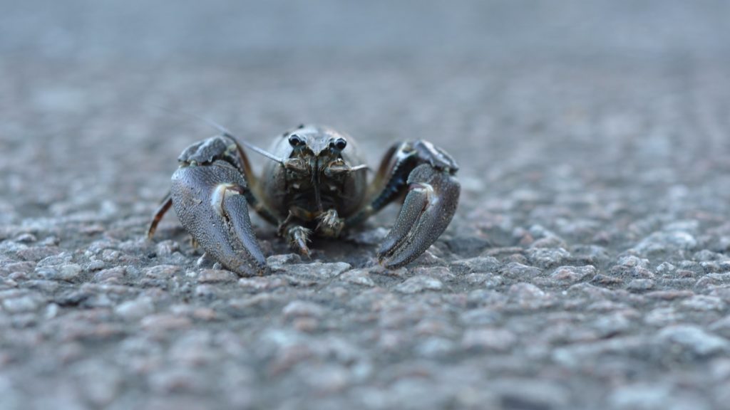 An (invasive) signal crayfish, Pacifastacus leniusculus, crossing a road in Oxford.