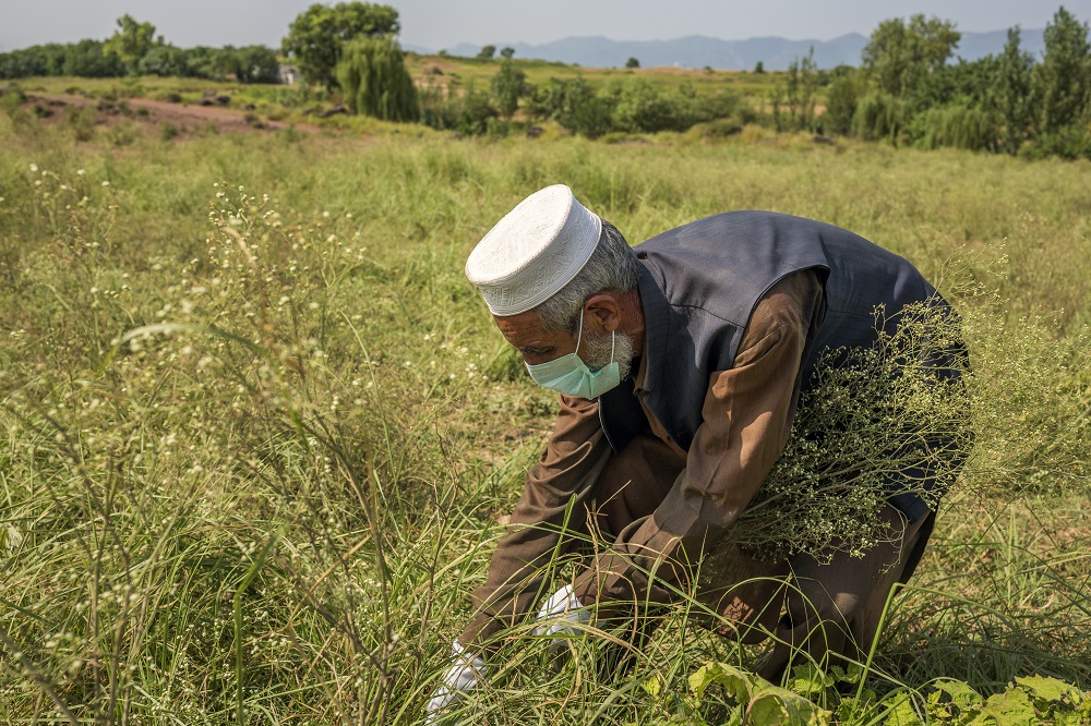 Parthenium in Pakistan