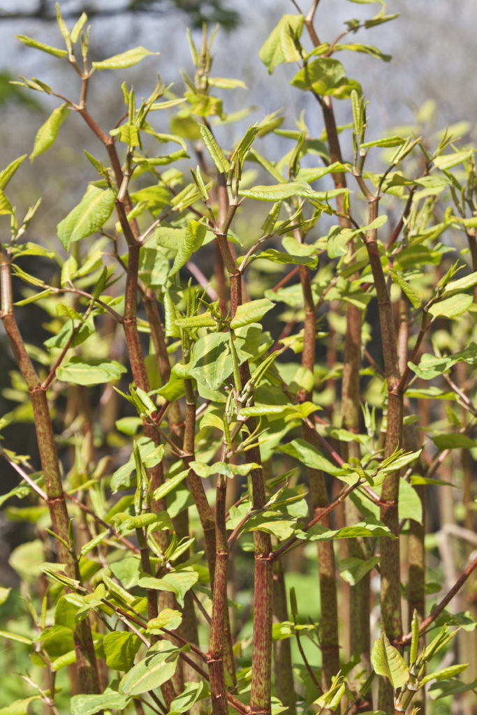 Japanese Knotweed is highly invasive and can even push through concrete.