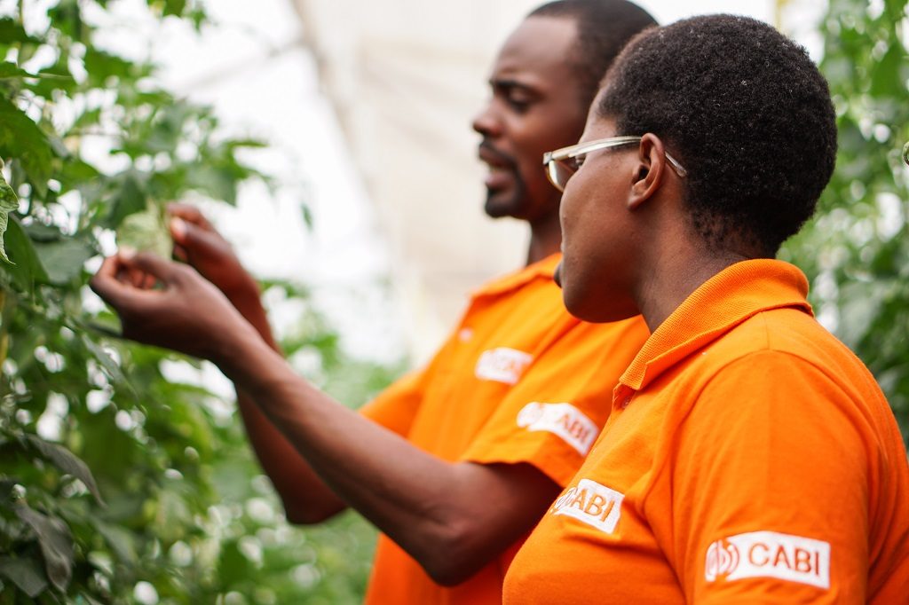 CABI podcast Two CABI scientists inspect tomato plants