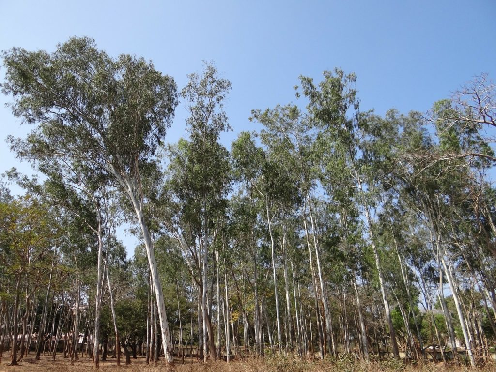 Wooded area of Eucalyptus trees