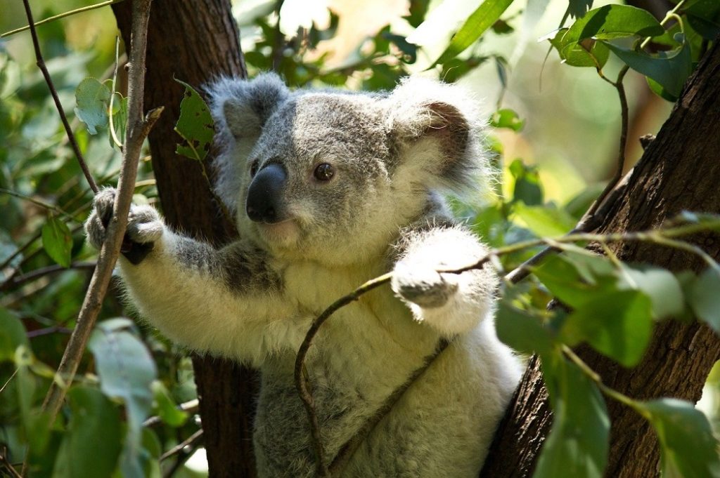 Koala bear in a Eucalyptus tree