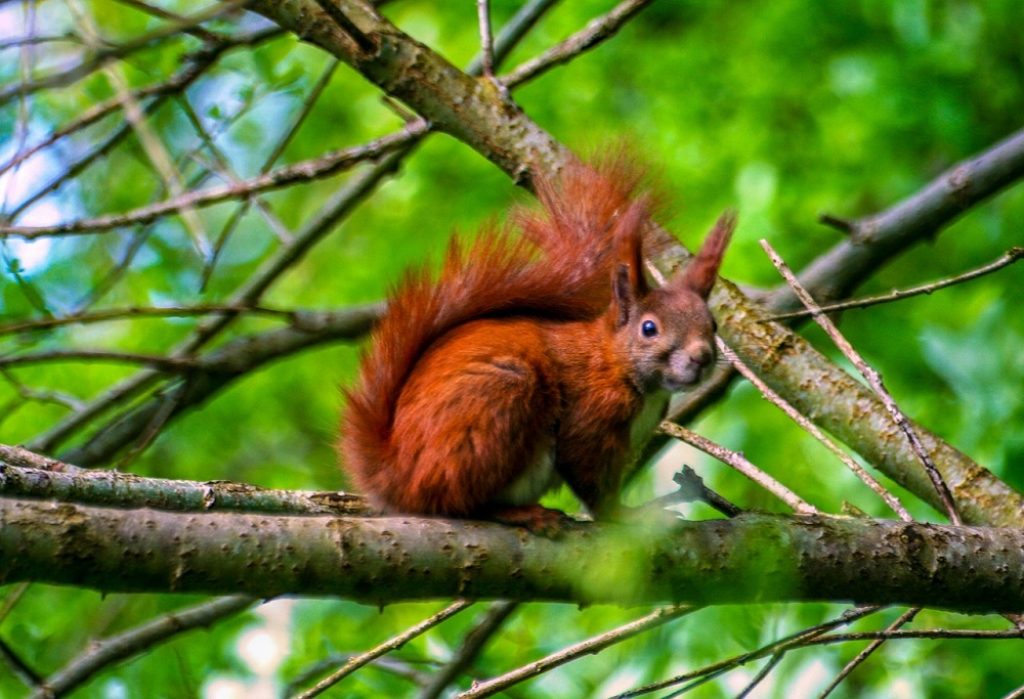 Red squirrel