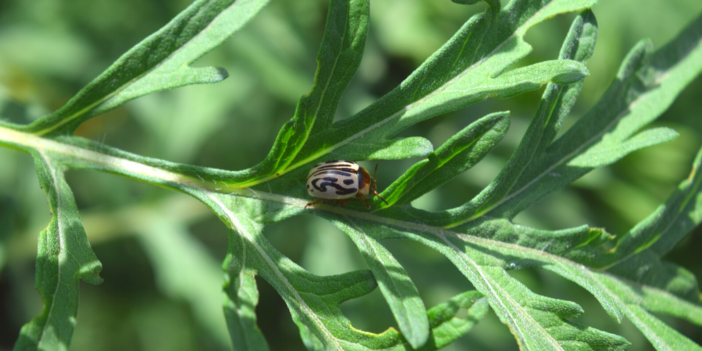 Close-up of a Zygogramma beetle on a parthenium leaf