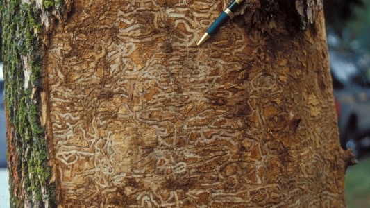 European ash trees resist devastating insect pest – Invasive Species Blog