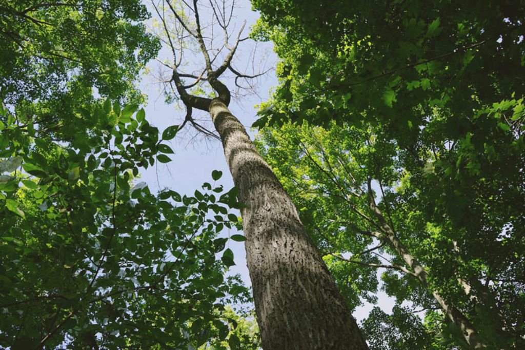 A green ash (Fraxinus pennsylvanica), killed by emerald ash borer, Hamilton Escarpment. USA/Canada borders 