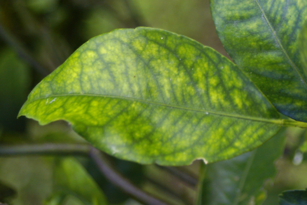 Citrus greening leaf symptoms - yellow mottling