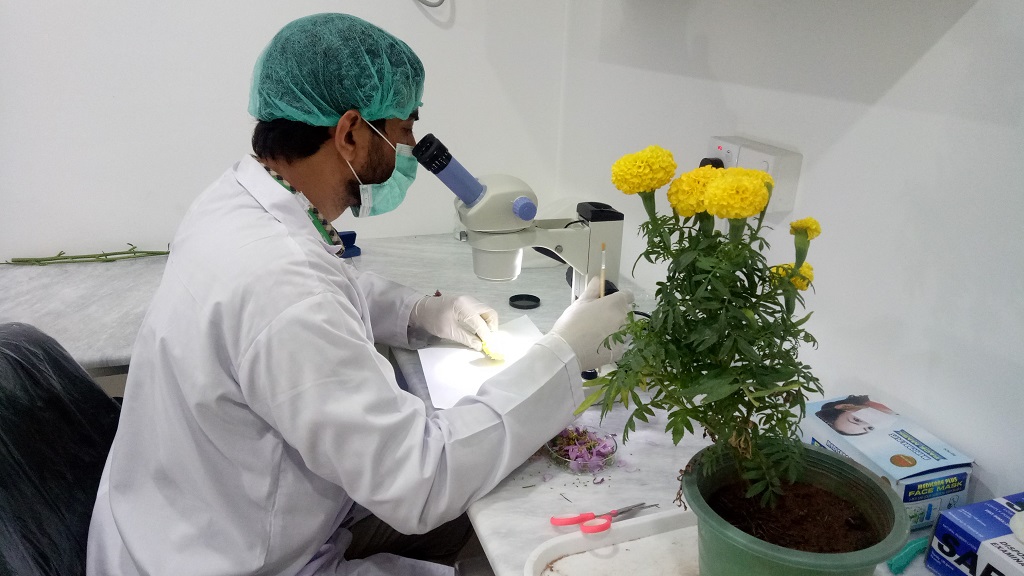 Figure 1, Dr Kazam Ali examining Tagetes erecta plant species for any eggs