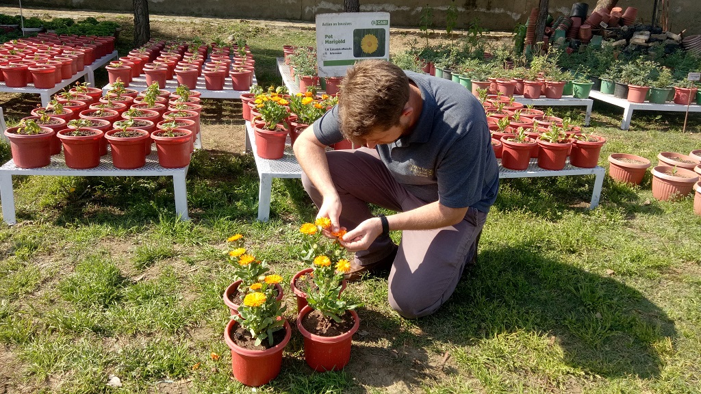 Dr Philip Weyl selecting the Calendula officinalis plants for testing