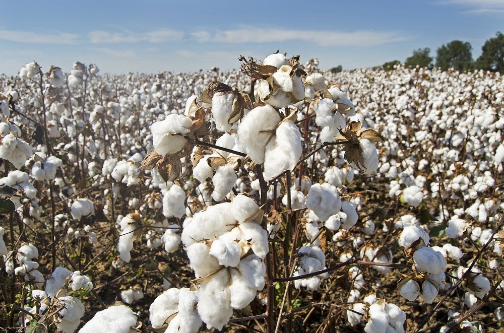 cotton