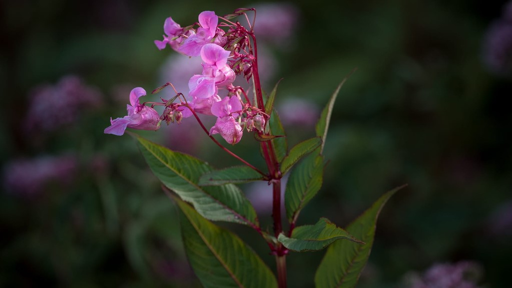 himalayan balsam flower