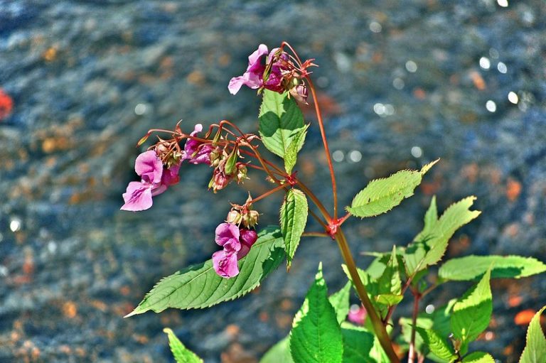 invasive weeds Archives Invasive Species Blog