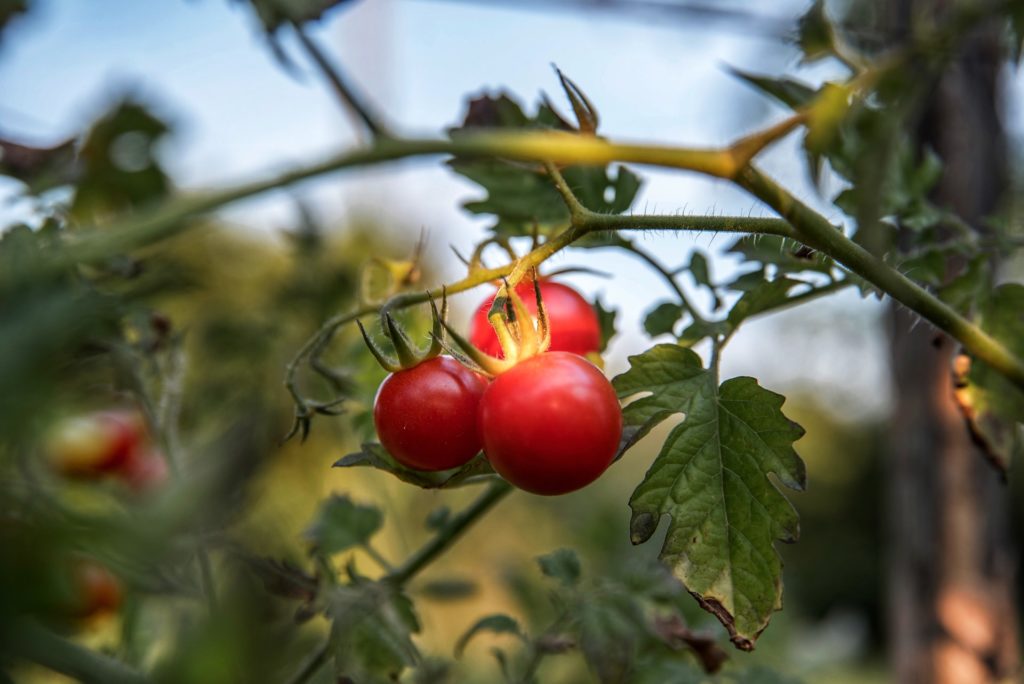 Healthy tomato crop