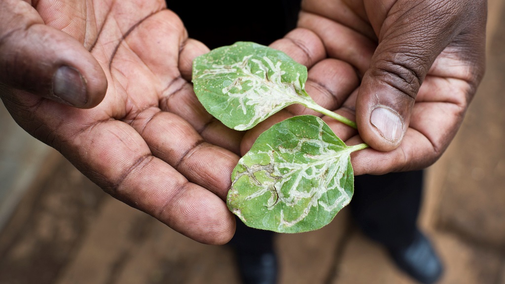 Close-up shot of two leaves with insect pest damage