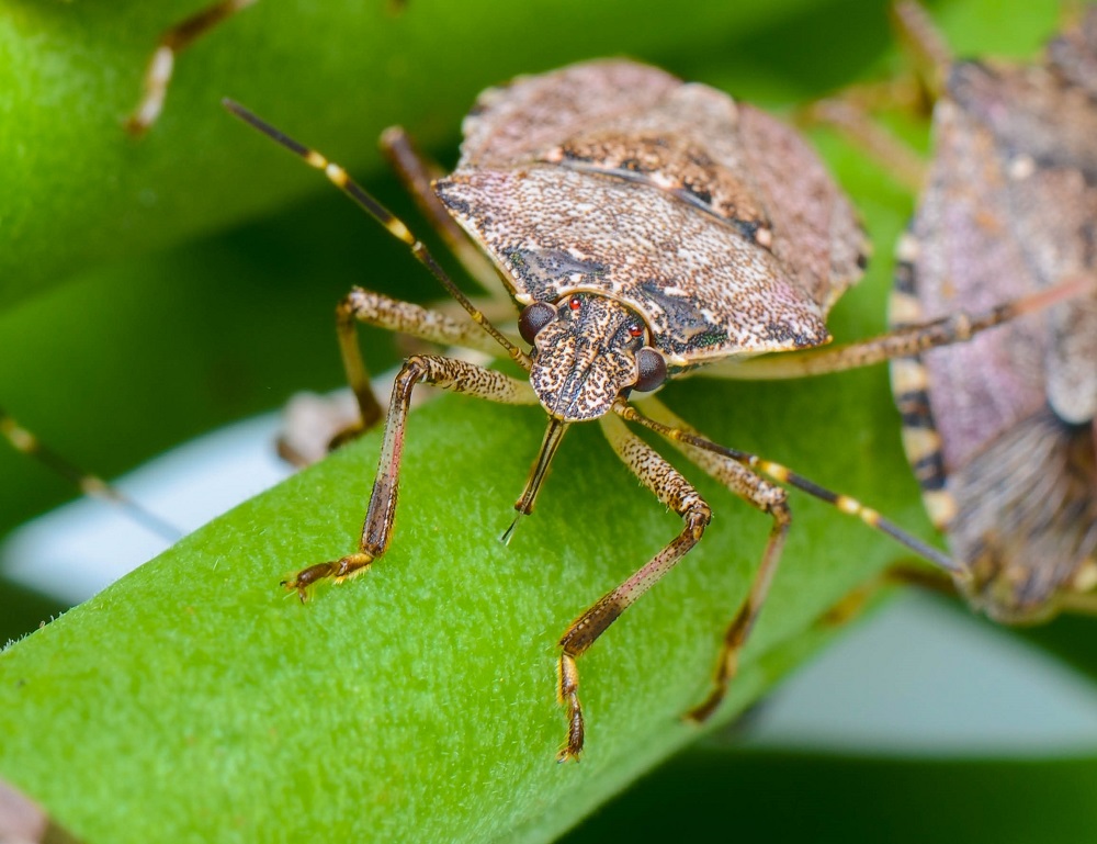 Halyomorpha halys brown marmorated stink bug on leaf