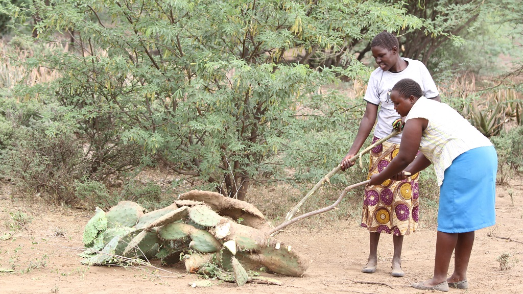 women clear invasive prickly pear with invasive prosopis in the background