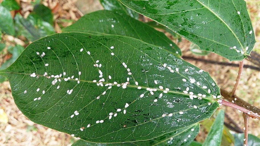 Scale insects on leaf