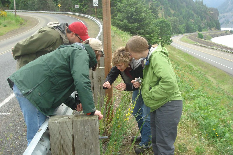 US scientists inspecting biocontrols on Dalmatian toadflax