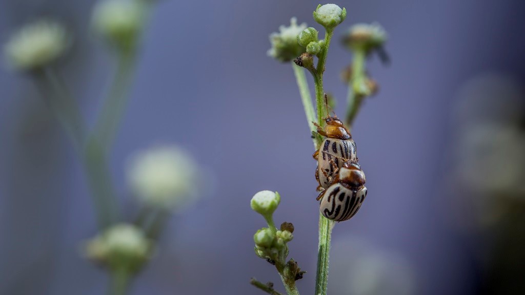 Zygogramma beetles on parthenium in Pakistan