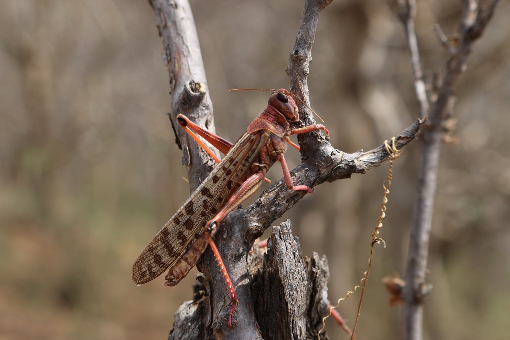 desert locust alone in a tree