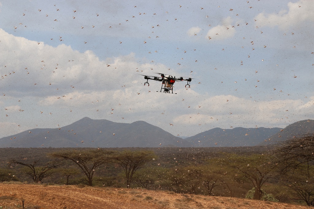 drone flying amongst locust swarm in Kenya