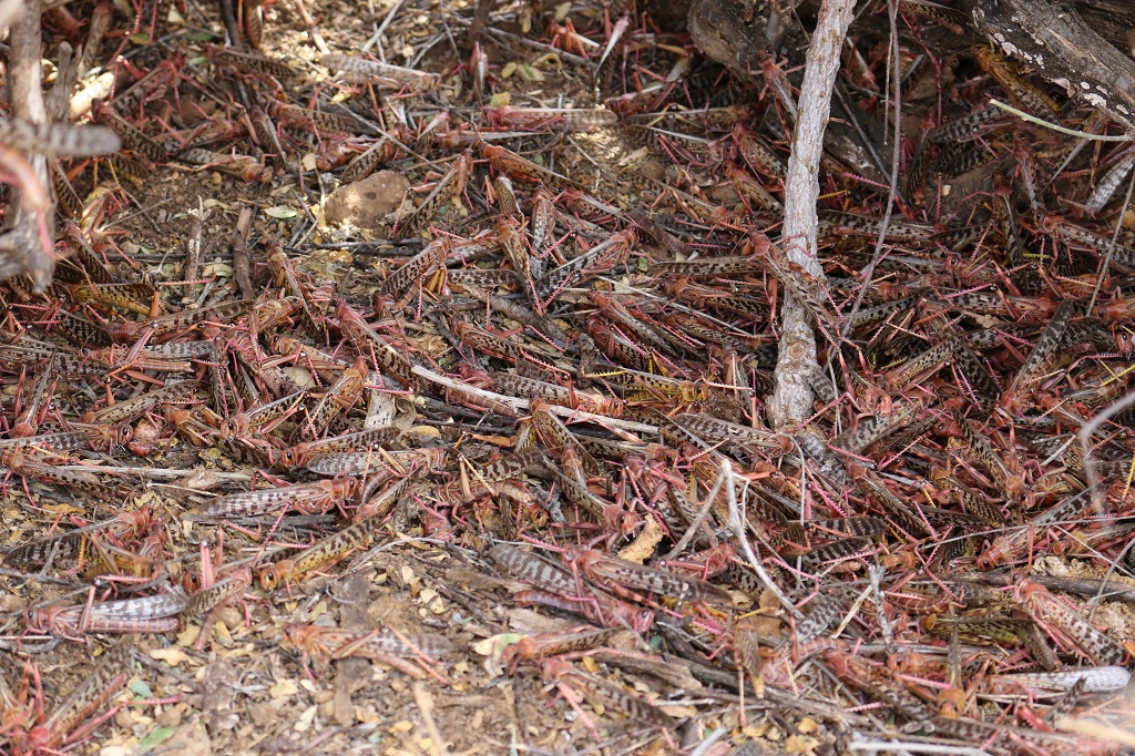 Desert locusts