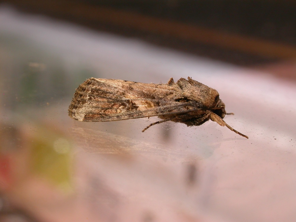 Spodoptera_frugiperda1