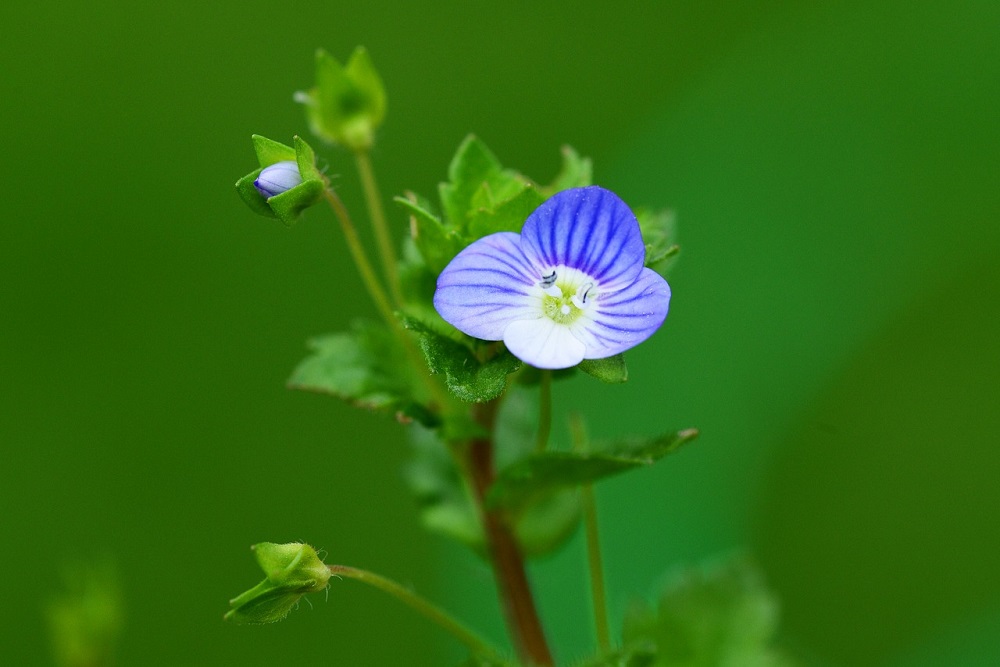 speedwell-329542_1280