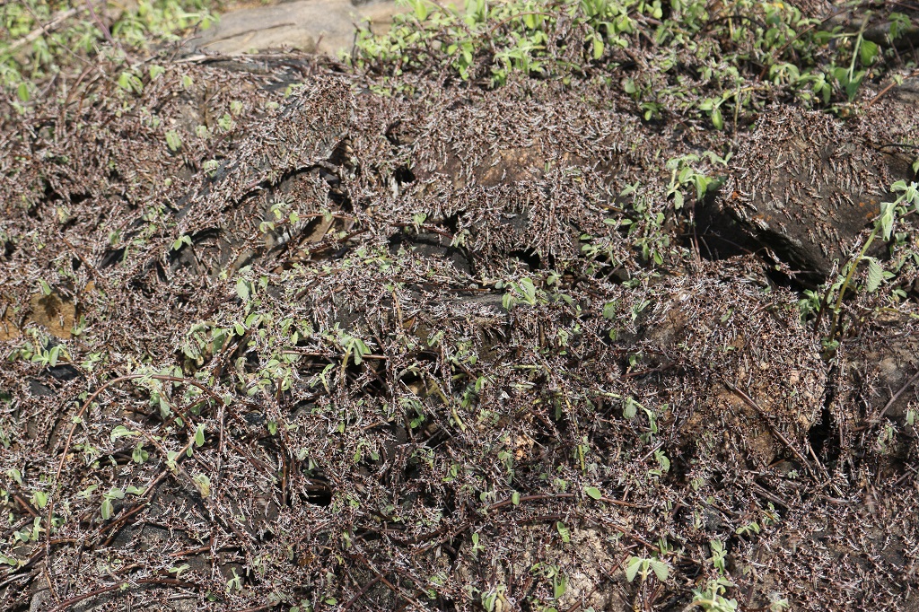 Juvenile "hopper" locusts