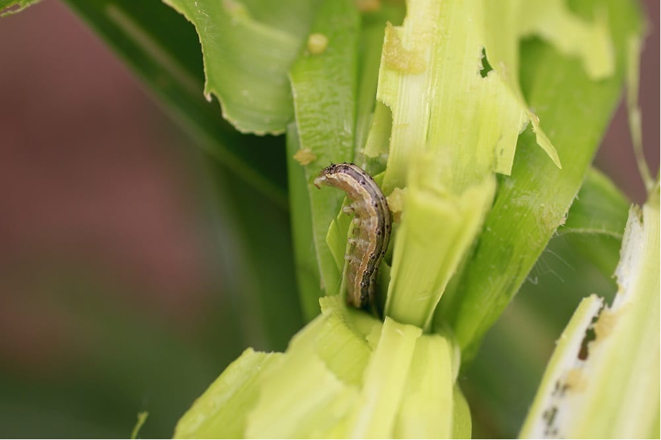 fall armyworm on maize