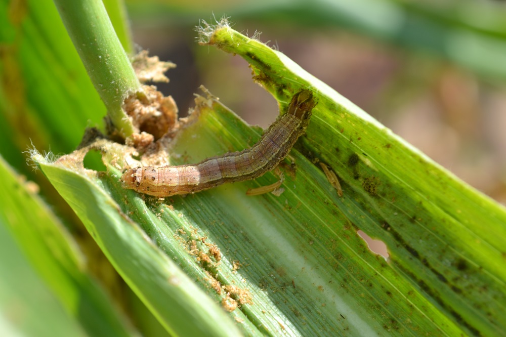 fall armyworm caterpillar