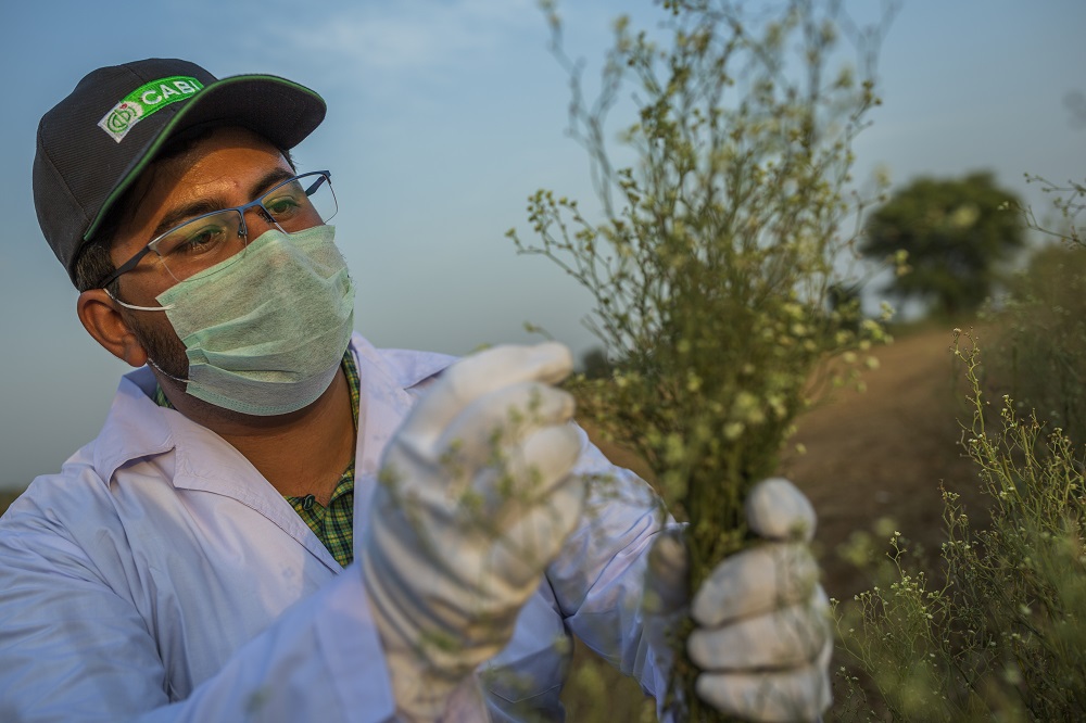 Parthenium Field Research and Sampling.