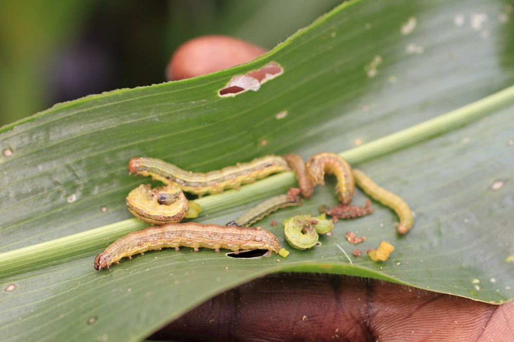 Farmers in Ghana tackling fall armyworm